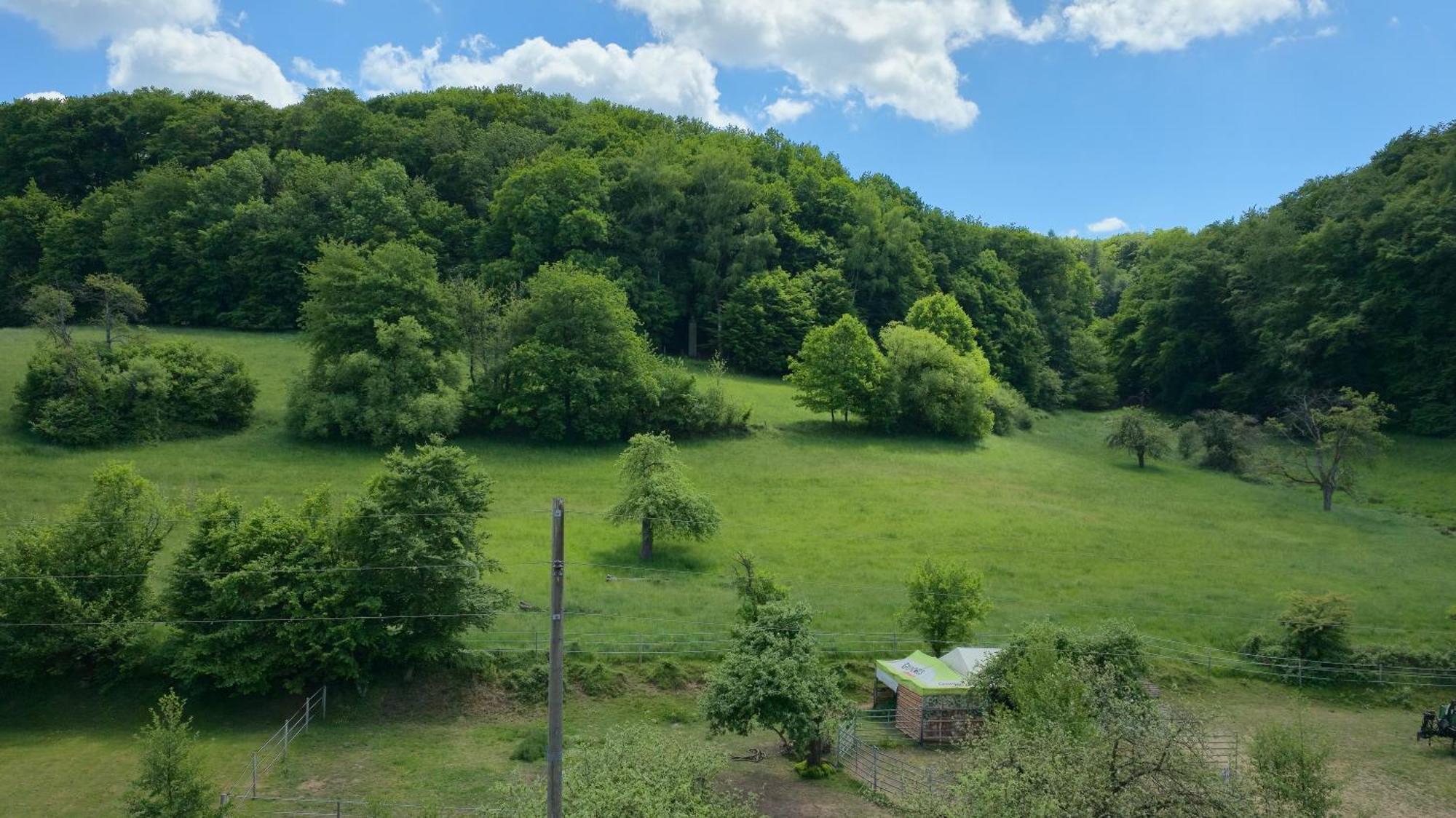 Ferienwohnung - Appartement "Painted Horse" Im Herzen Des Pfaelzer Waldes Reichenbach-Steegen エクステリア 写真
